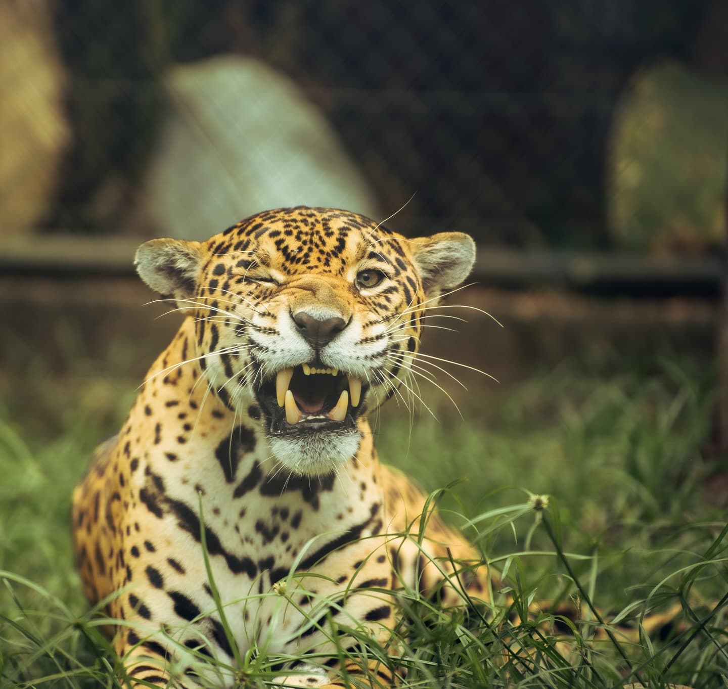 Ukumarí Bioparque